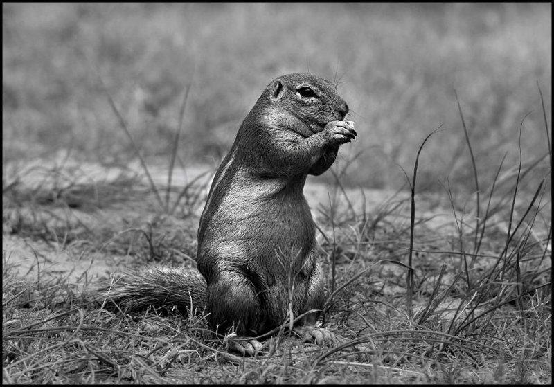 B&W Ground Squirrel