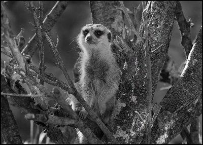 B&W Meerkat