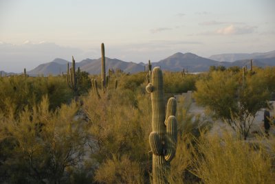 phx1.jpg