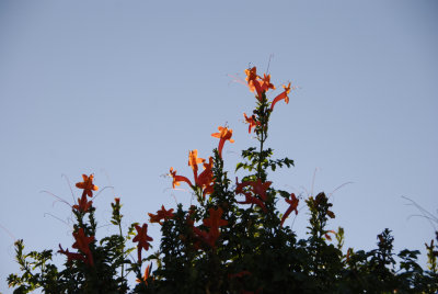 phx8.jpg