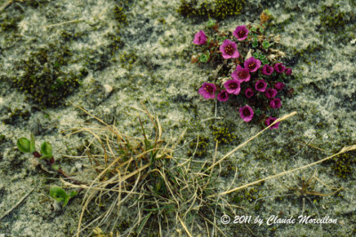 Saxifraga oppositifolia