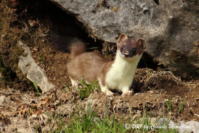 stoat