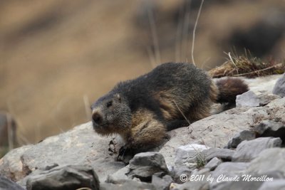 Marmot