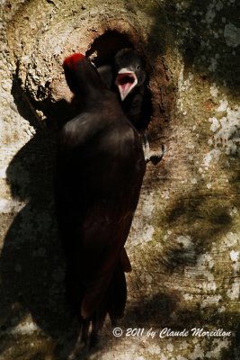 black woodpecker