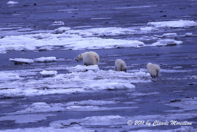 Polars bears hudson bay