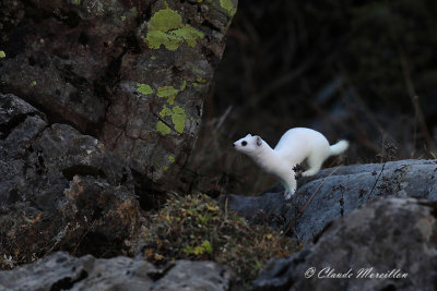 Mustela erminea