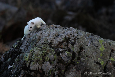 Stoat