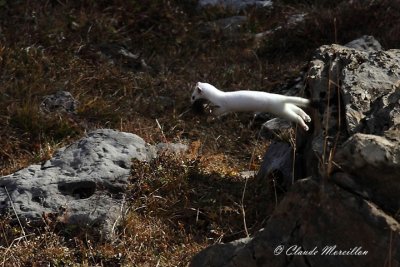 Stoat