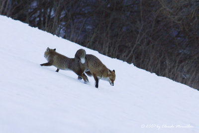 Red Fox