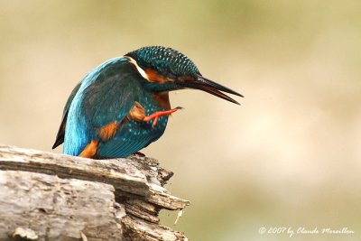 Common Kingfisher