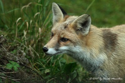 Red fox