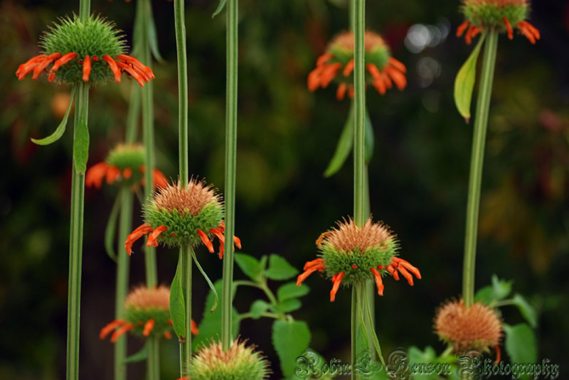 GREEN AND ORANGE BORDER OF GLOBES FC s.jpg