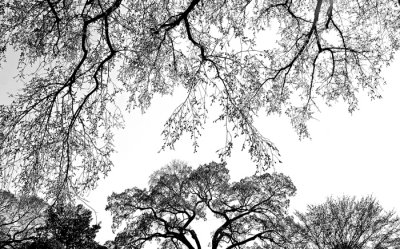 TRES TREES 2 S.jpg