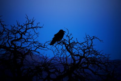 TWILIGHT RAVEN 694 BS.jpg