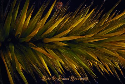DETAILS OF VEGAS  CHIHULY  2 fw.jpg