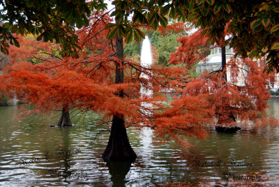 CRYSTAL PALACE POND sc.jpg