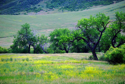 COLORS OF GREEN Fcs.jpg