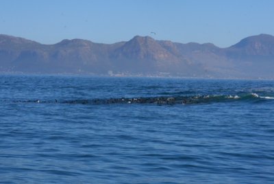 Seals in False Bay