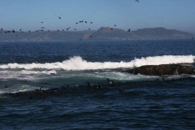 Seals launching off Seal Island