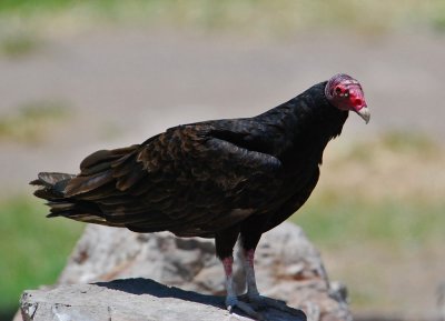 Texas Birds
