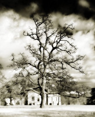 1754-Hogwart Tree
