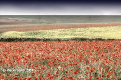 An Embarrassment of Poppies, June 2011