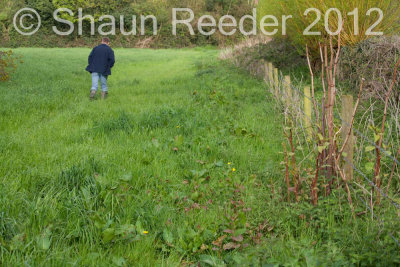 Standish Hospital environs and Japanese Knotweed