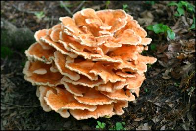 Big ole mushroom