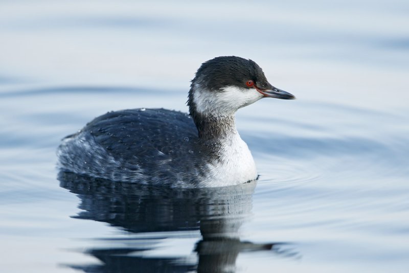 Slavonian Grebe