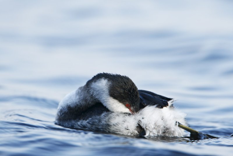 Slavonian Grebe