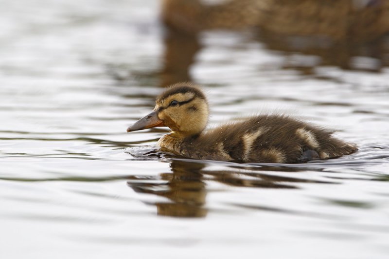 Mallard