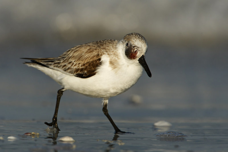 Sanderling