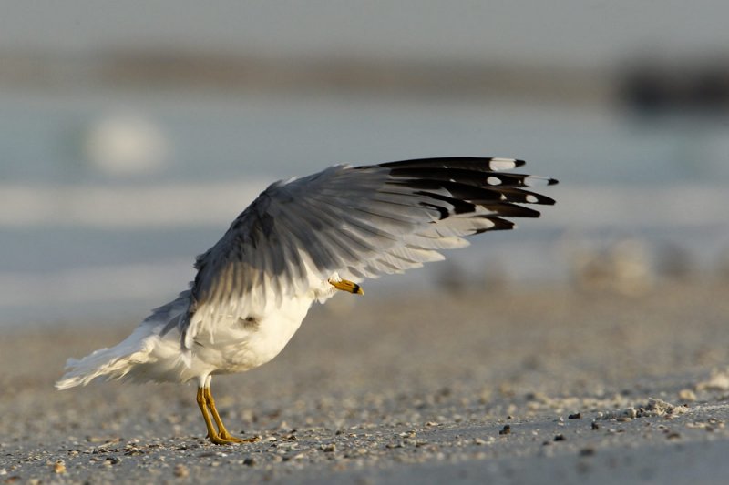 Ring-billed Gull