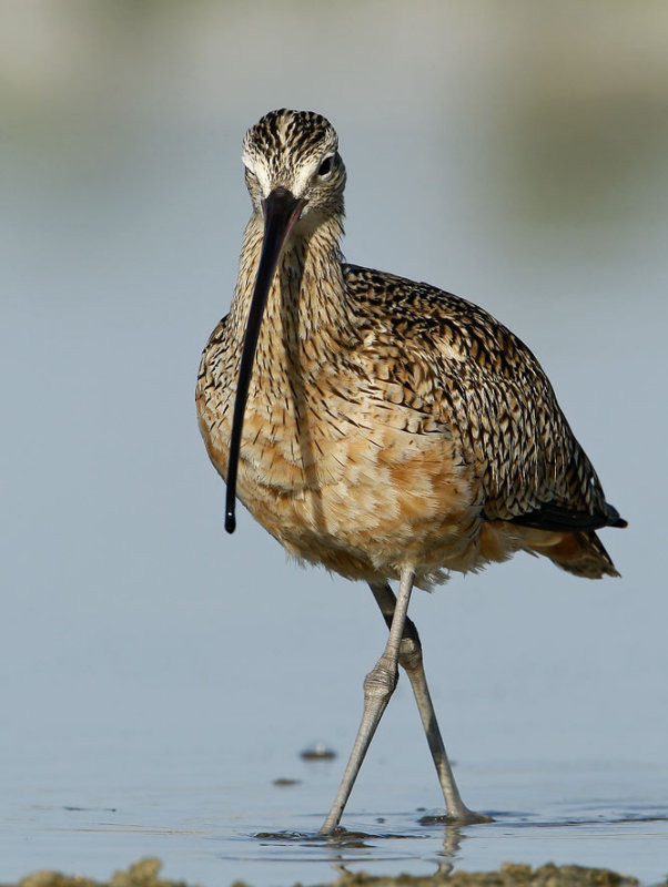 Long-billed Curlew