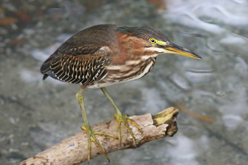 Green Heron