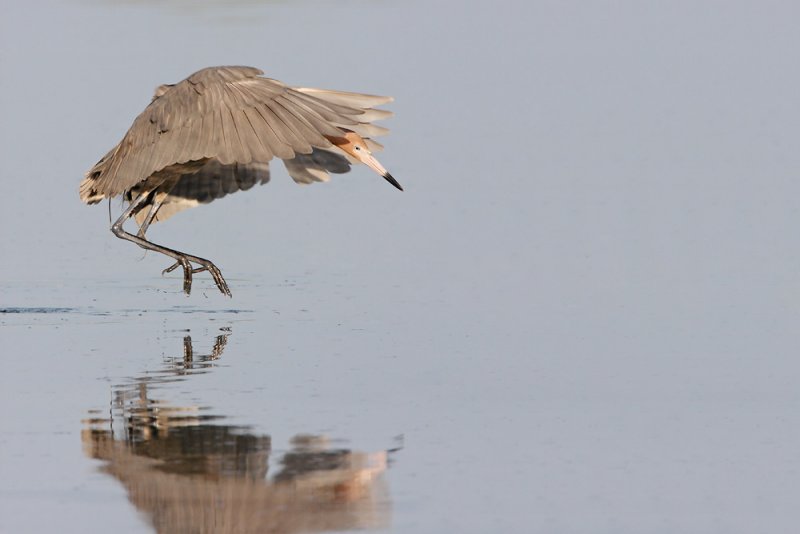 Reddish Egret