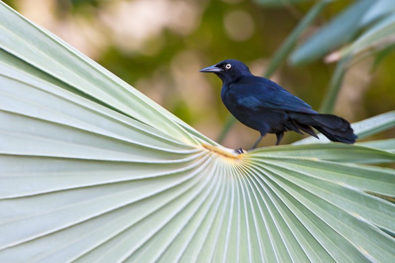 Greater Antillean Grackle