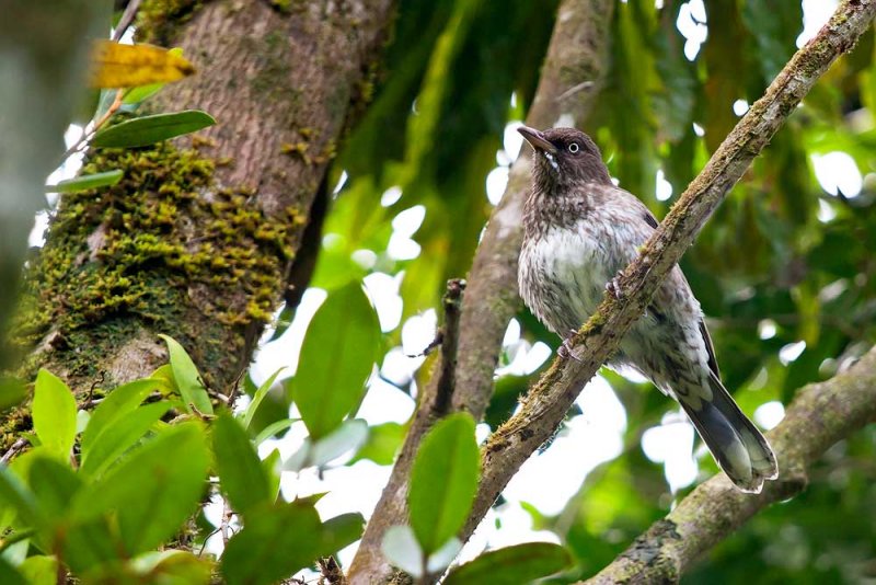 Pearly-eyed Thrasher