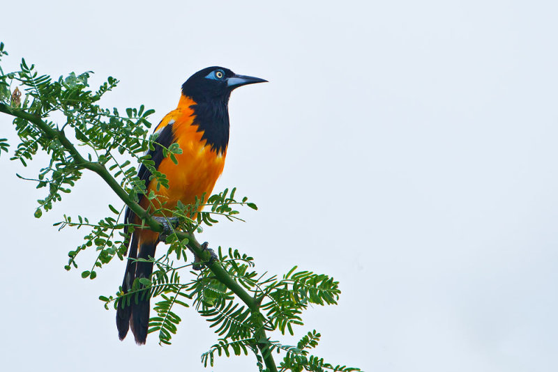 Venezuelan Troupial