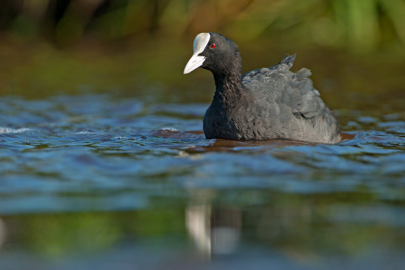 Coot