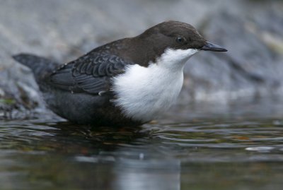 Dipper