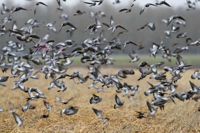 Stock Dove