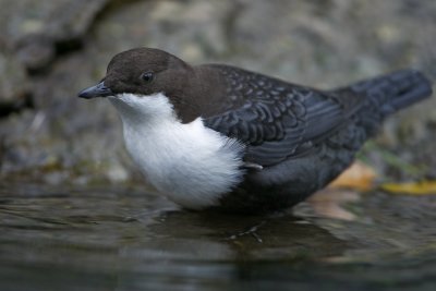 Dipper