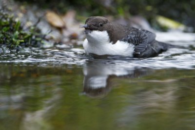 Dipper