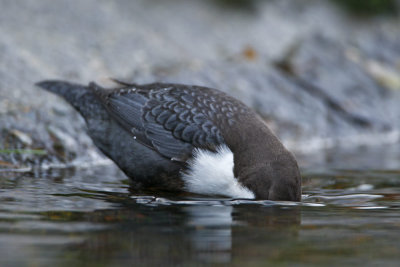 Dipper