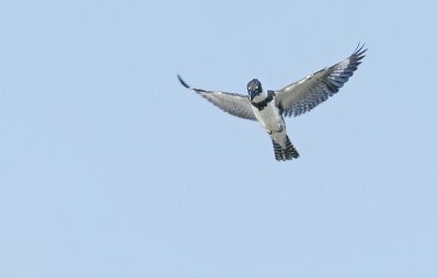 Belted Kingfisher