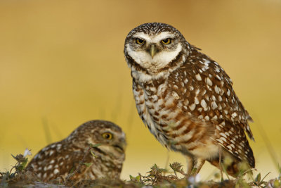 Burrowing Owl