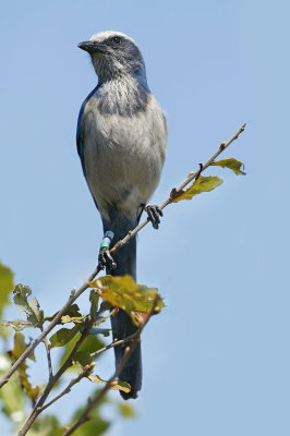 Florida Scrub Jay