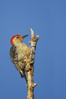 Red-bellied Woodpecker