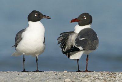 Laughing Gull